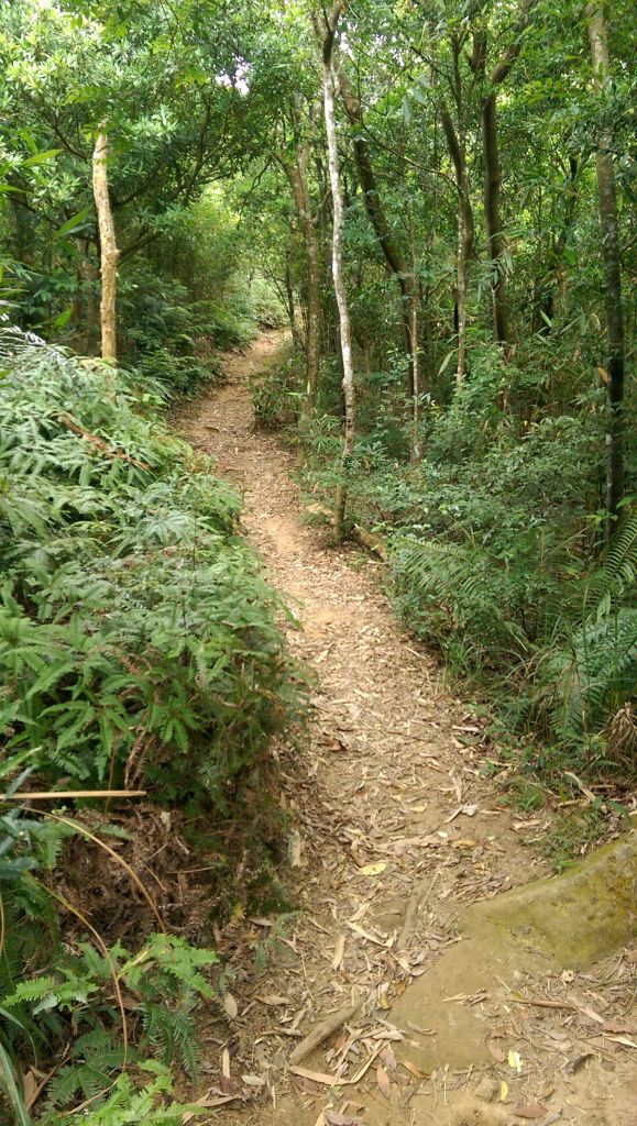 107.05.19 內湖大崙頭山+大崙頭尾山_335049