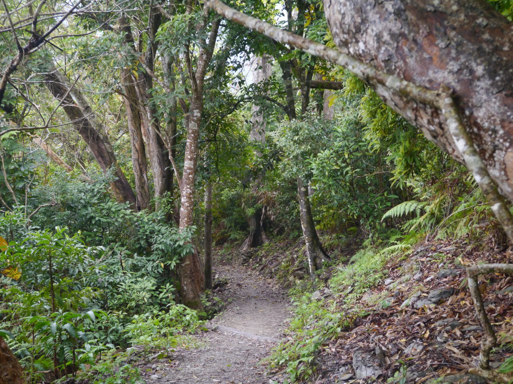 知本森林國家公園園區&步道封面圖