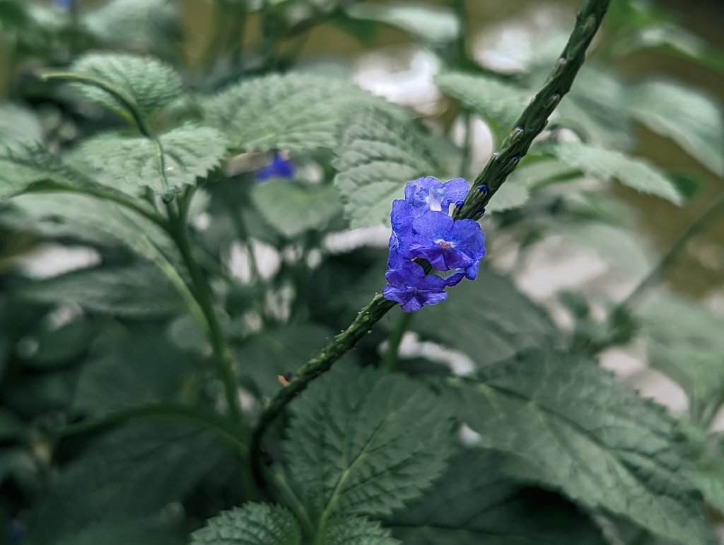 【高雄金獅】全國最大的網室蝴蝶園 Golden Lion Lake Butterfly Garden_1745236