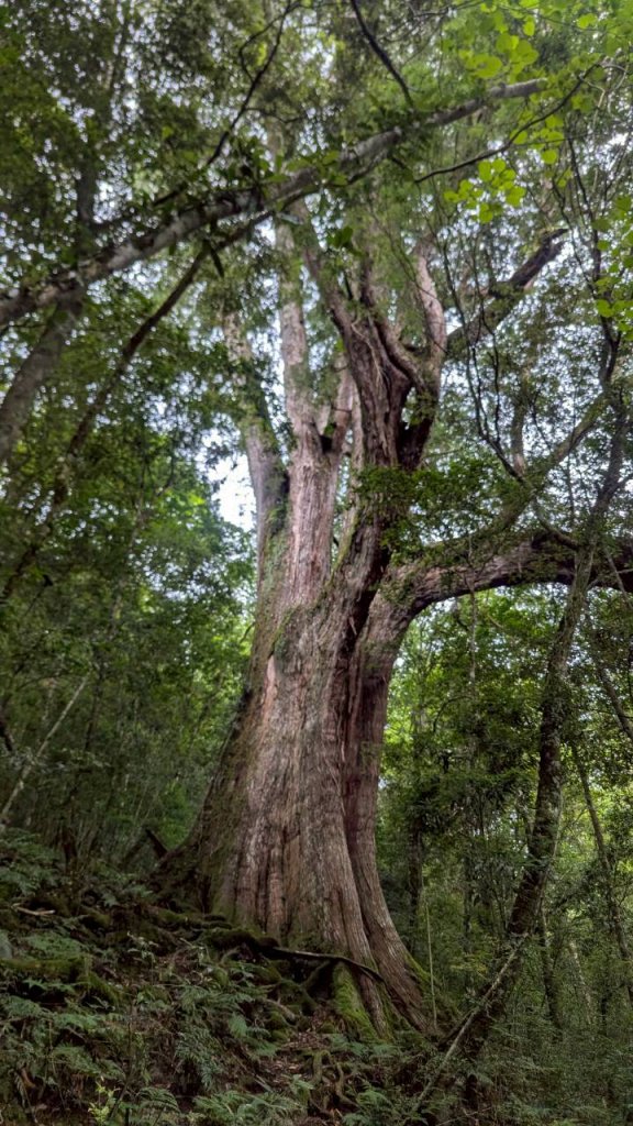 鎮西堡巨木步道群 (B區)_2861143