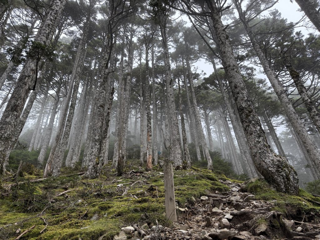 【百岳】雪山肥虎 2 之雪山主北聖稜段＋東峰_2671614