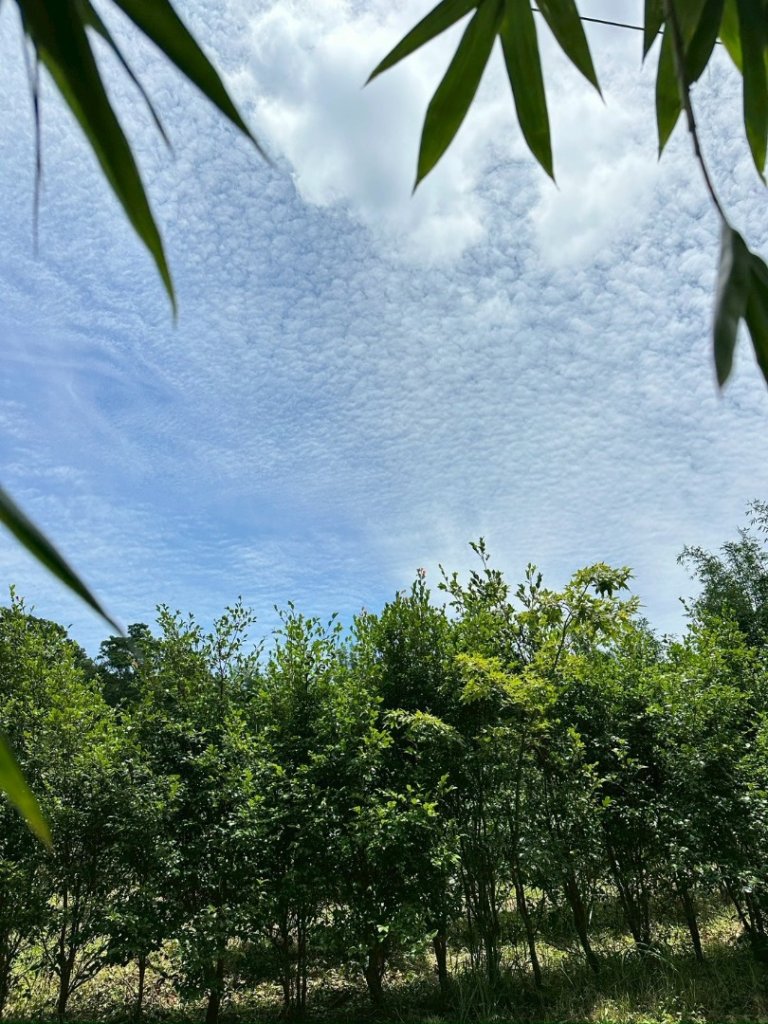 南勢坑山、鑽石峰、人面頭山、獅公髻尾山O走_2809758