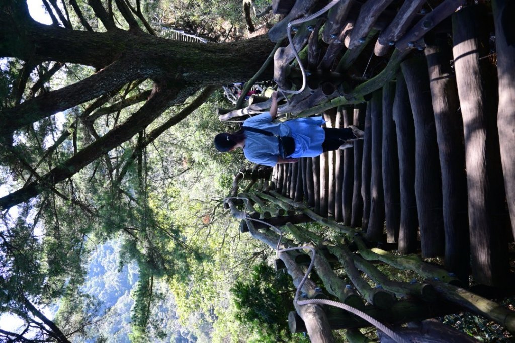 110.11.19 大坑五號、五之一號步道_1519292