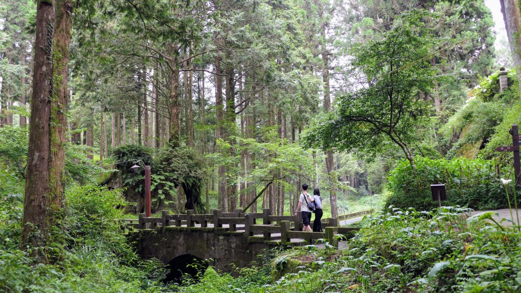 阿里山森遊區-神木步道_2536873