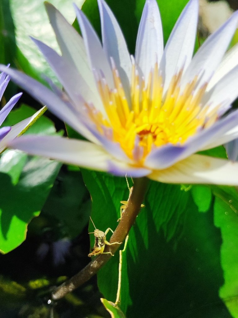 後花園散散步_2855161