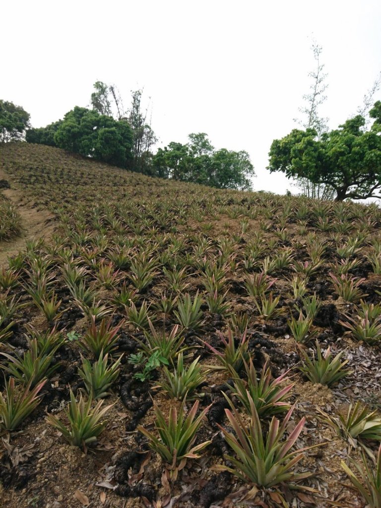 阿罩霧山步道_558914