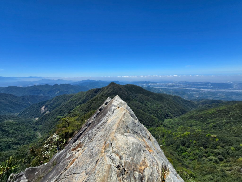 鳶嘴山杜鵑盛開_2770279