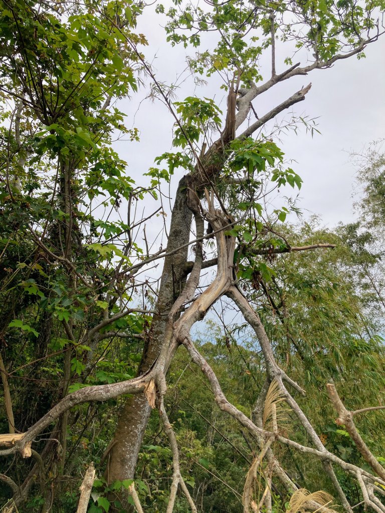 橫山觀日步道_2665008