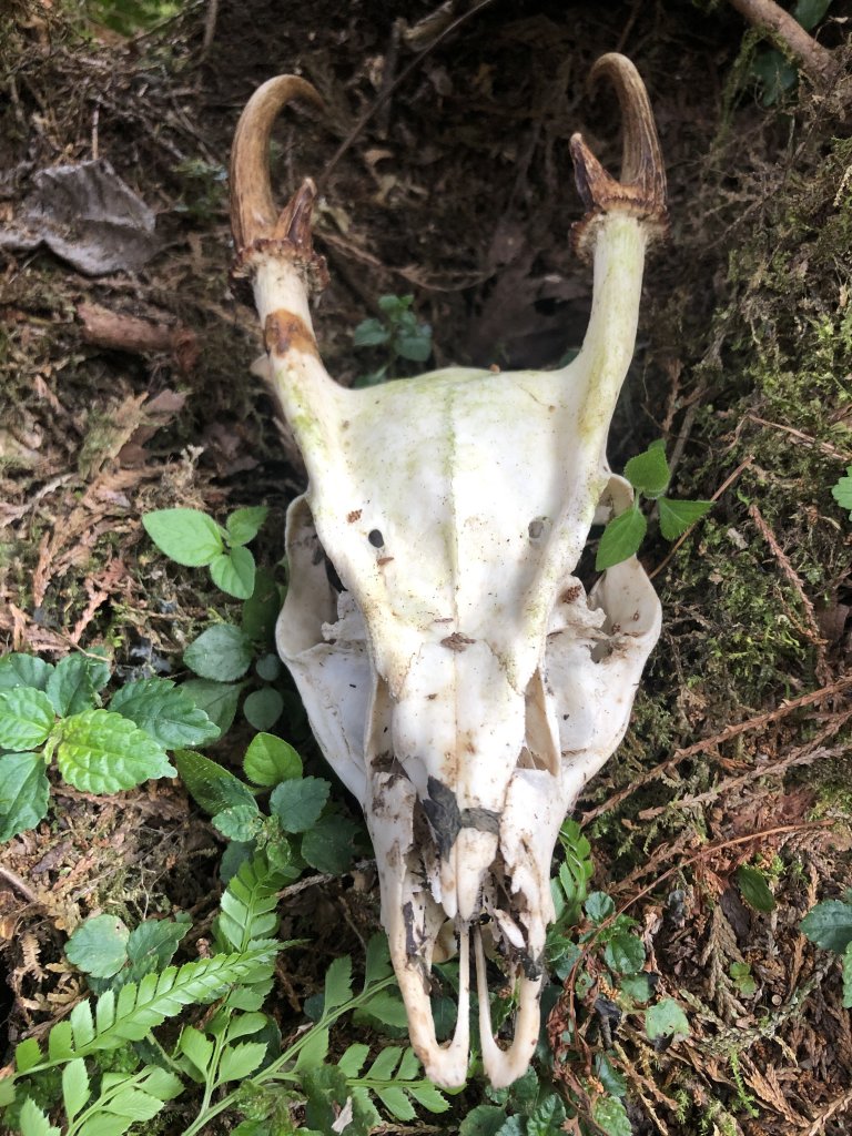 散落的珍珠-加羅湖_1387411