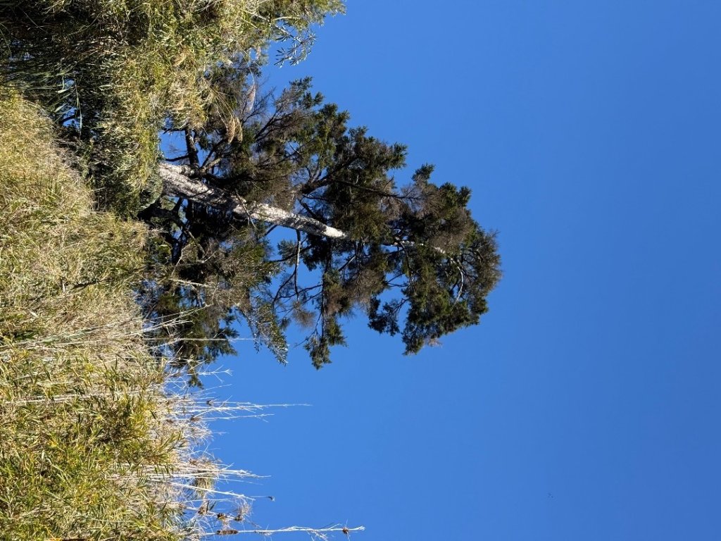 1141215塔山步道_2962701