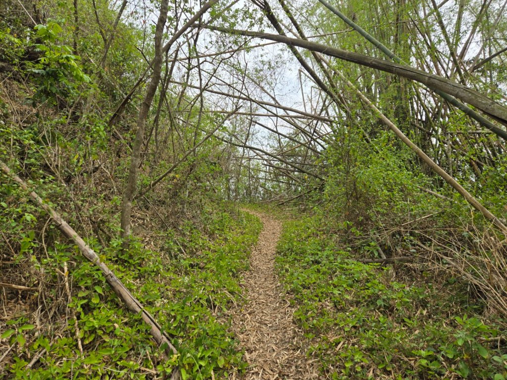 2025-04-07 左鎮後坑古道（牛港嶺）_2757661