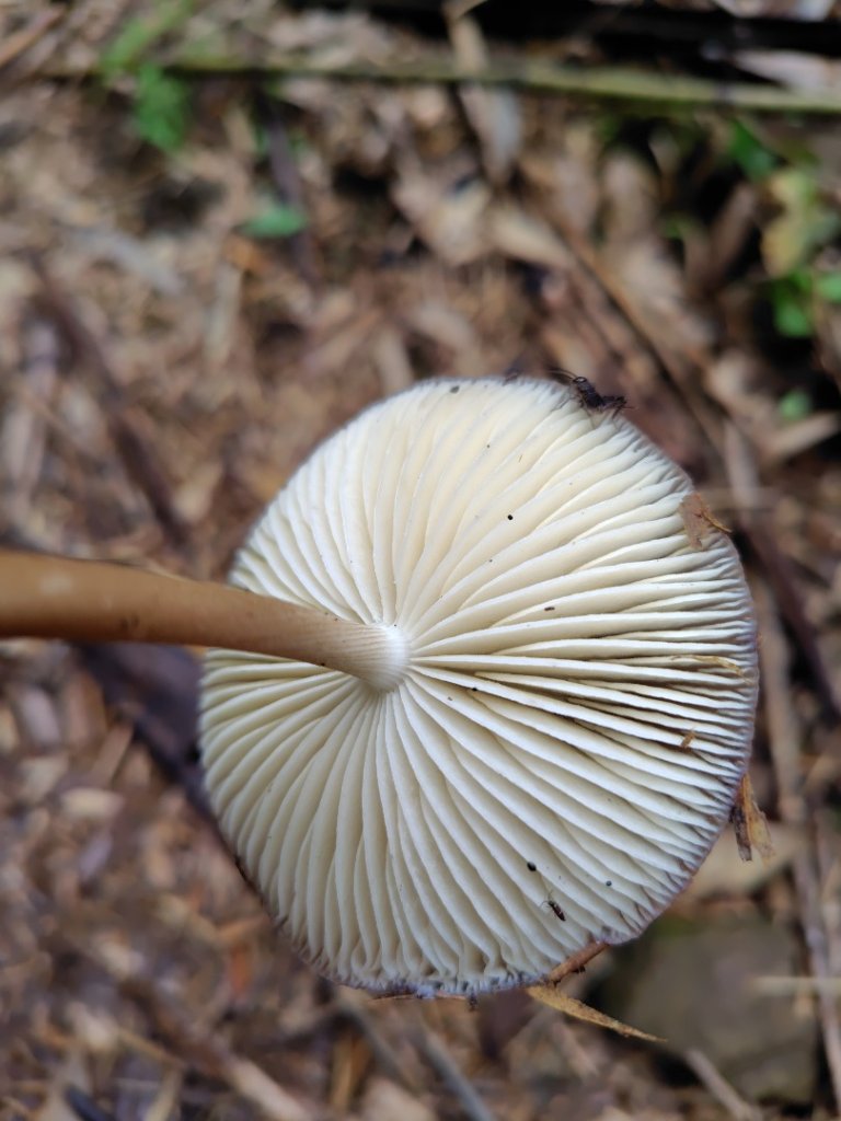 矢場谷山連走勃子山_2804954