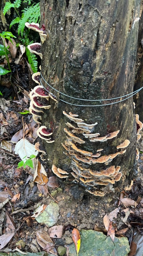 微笑山線_樹鶯縱走_2852879