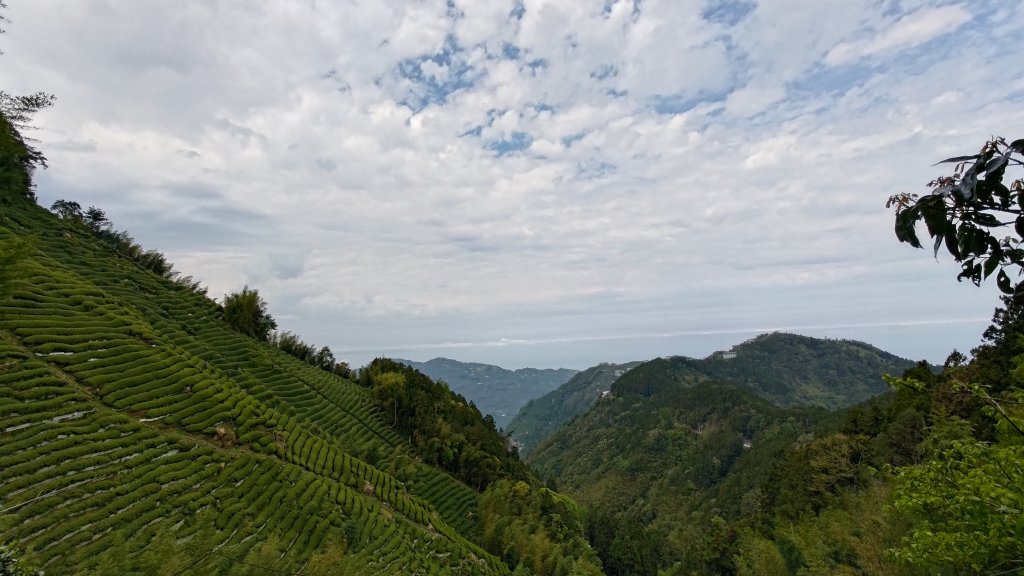 金柑樹山_2759423