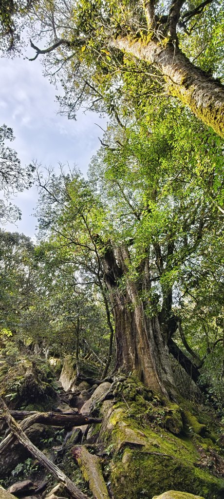 2025/04/04_加里山登山步道_2755036