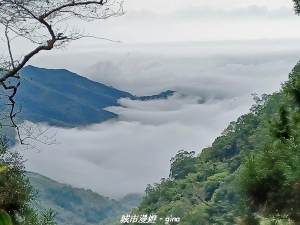 【南投。鹿谷】陡上陡下換美景相送。 小百岳集起來。 編號53小百岳溪頭鳳凰山步道封面圖