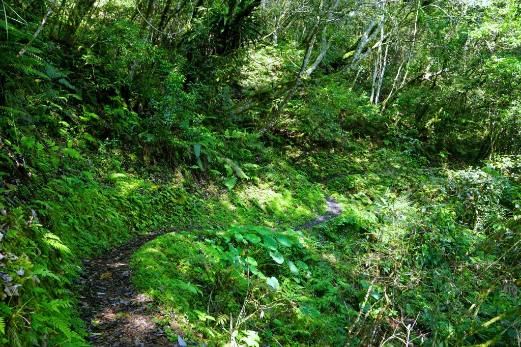 蕨之道~春遊瓦拉米_563068