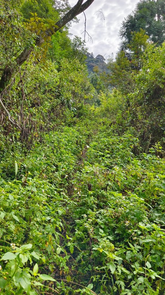 橫屏山/舊武界越山大O繞七連峰（埔里六秀之五+六）_1899151