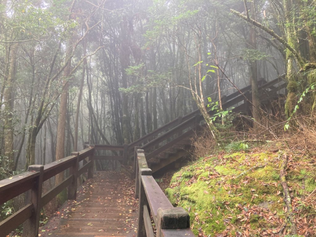 檜山巨木群森林步道_2316109