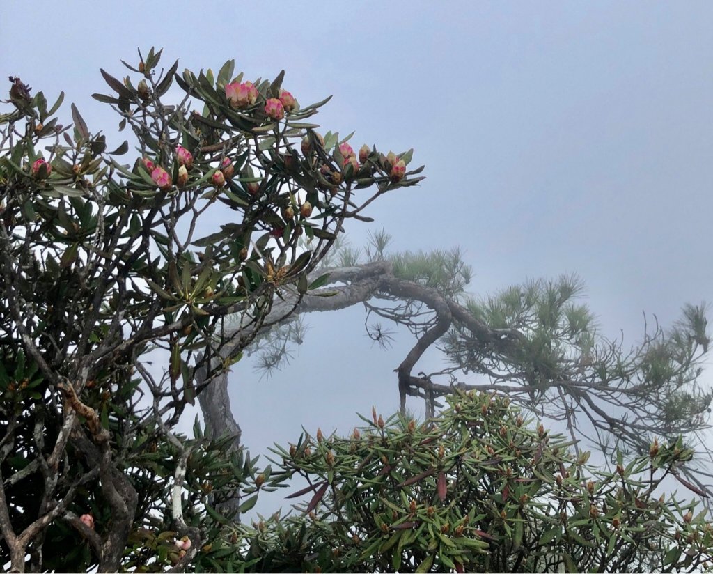 橫嶺山、鳶嘴山O 走_1661010