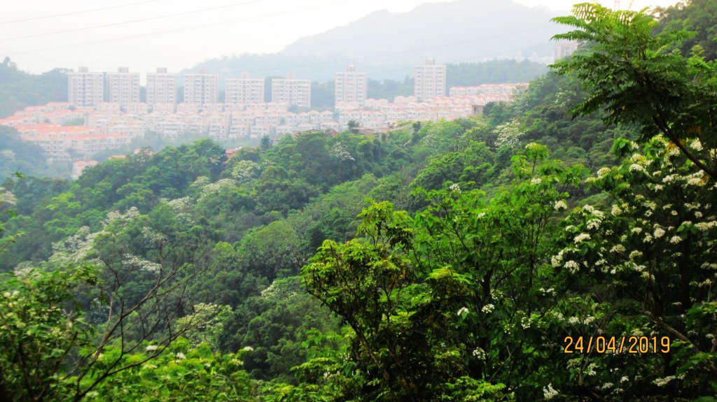 中和步道桐花綻開 , 美不勝收 ! _572797