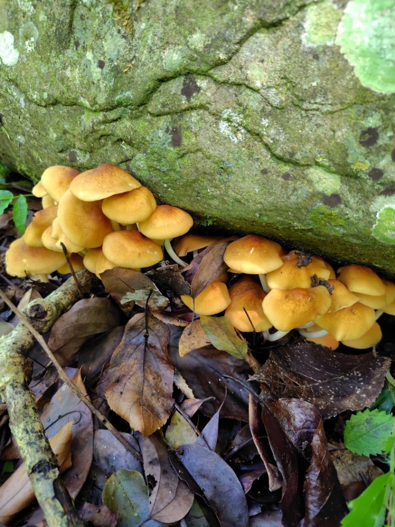 沙里仙林道、沙里仙溪、同富山/埔沙山、東埔山、阿毛巨木_2812541