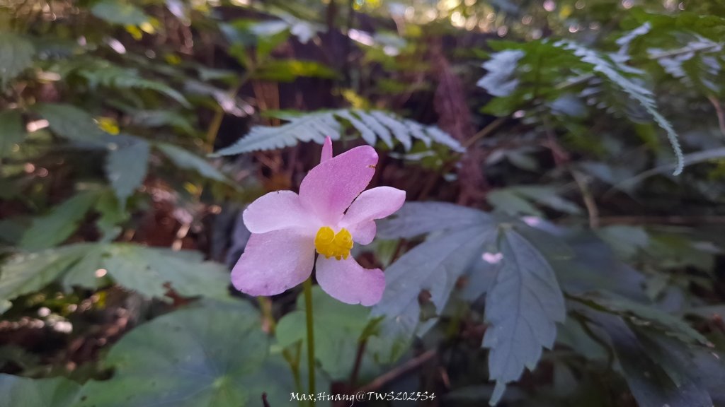 《新竹》斷崖神木｜北得拉曼步道小P繞20251017_2917470