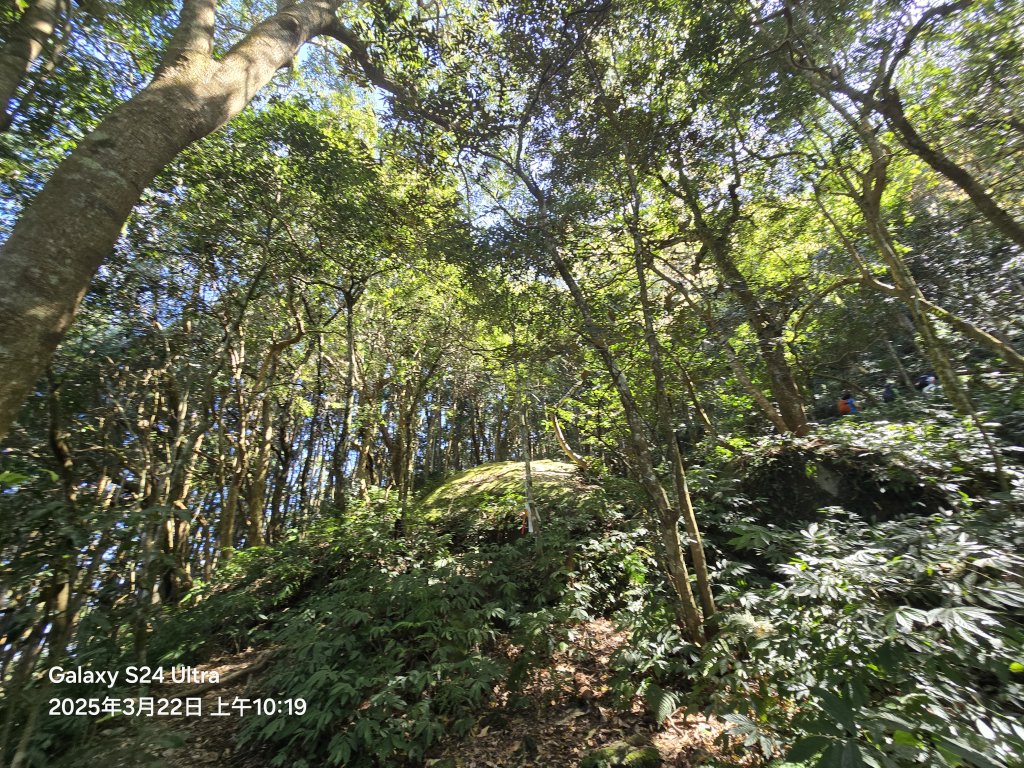 2025-03-22油羅山步道_2743399