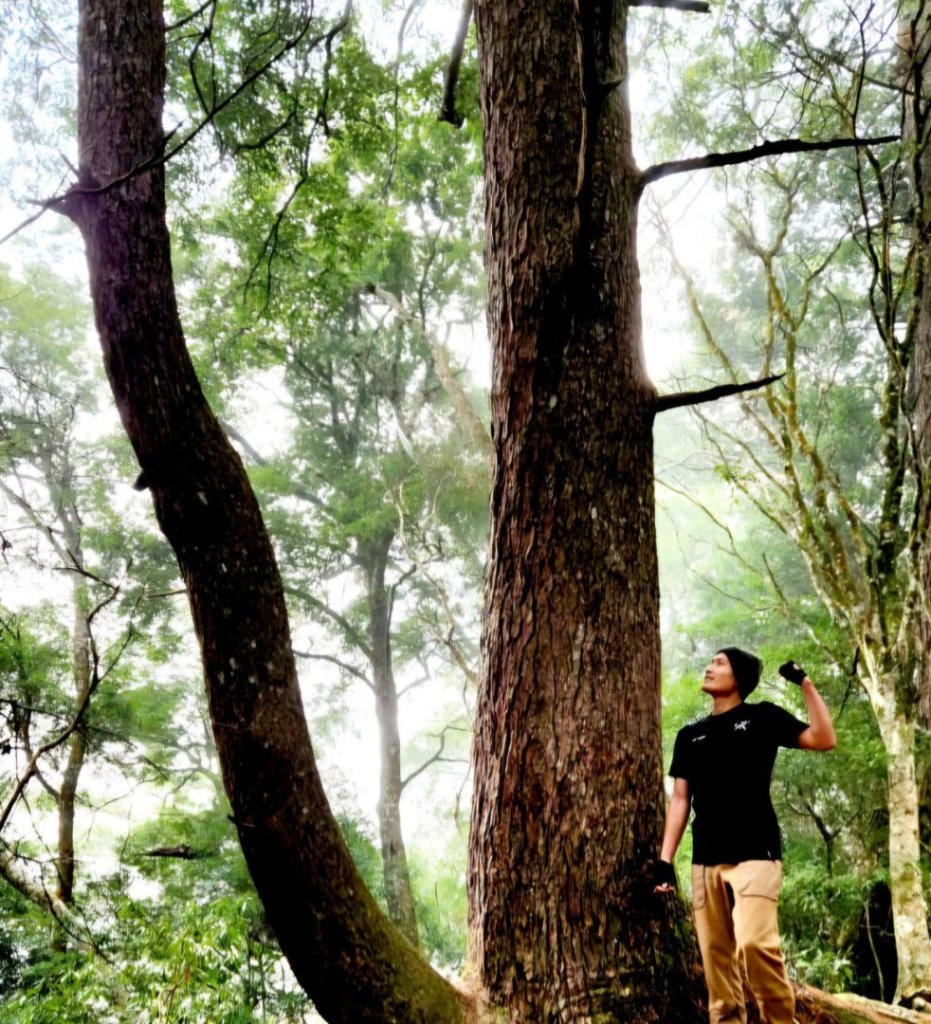 【中級山】谷關七雄波津加山_2742303