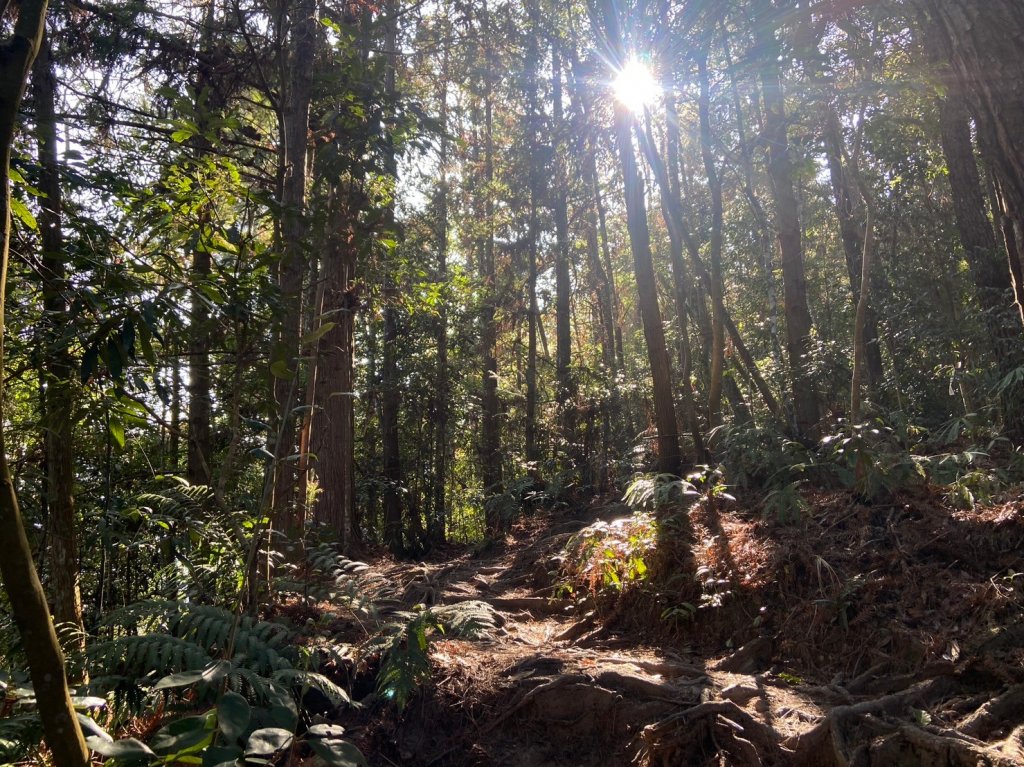 唐麻丹山-松鶴上三角點O型回松鶴_2378369