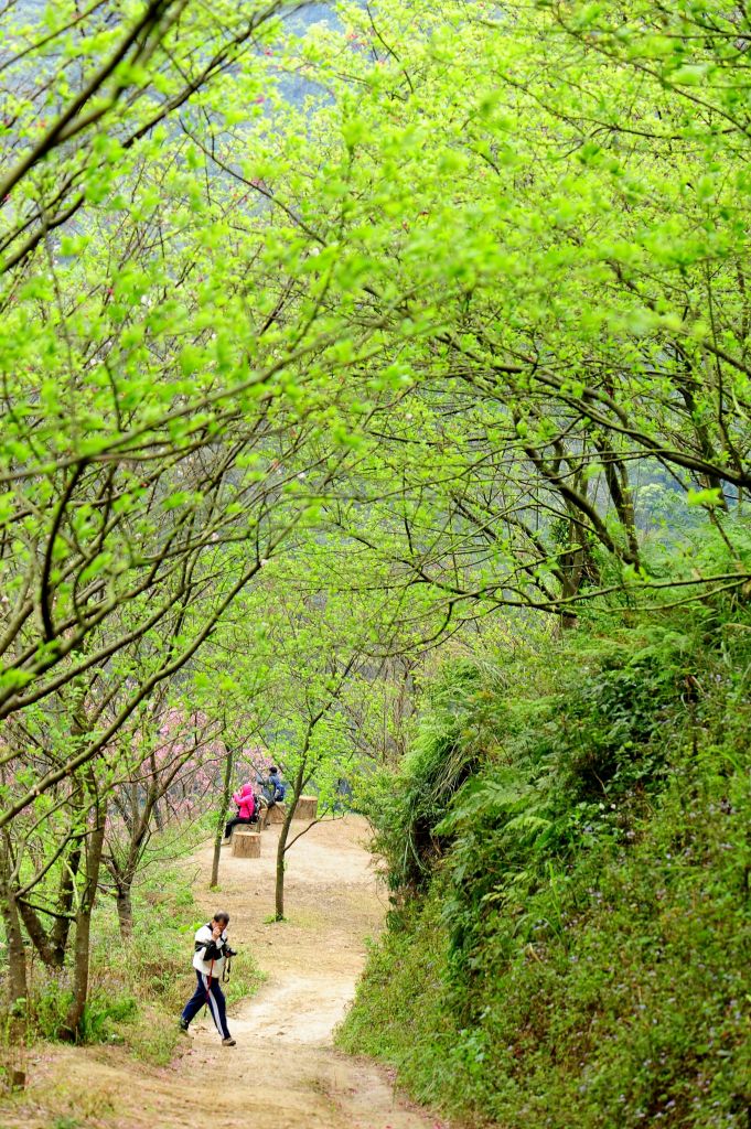 櫻花小秘境 : 0311 三峽竹崙路 _106383