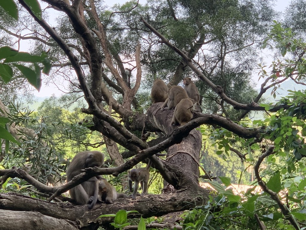 20251010高雄尾寮山-西北峰_2913633