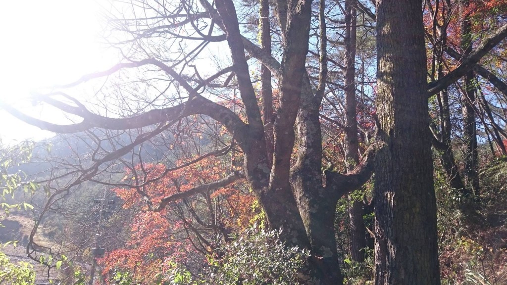 今年我在南湖大山跨年_238615