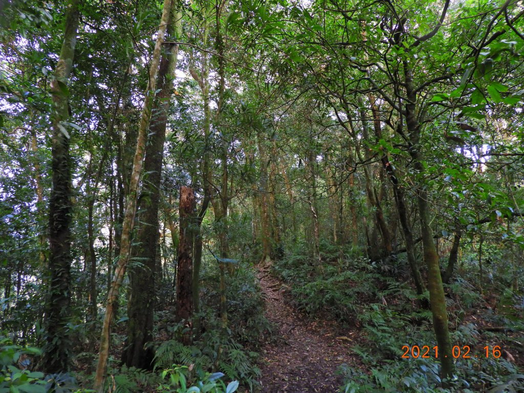 新北 烏來 美鹿山、高腰山、拔刀爾山_1273942