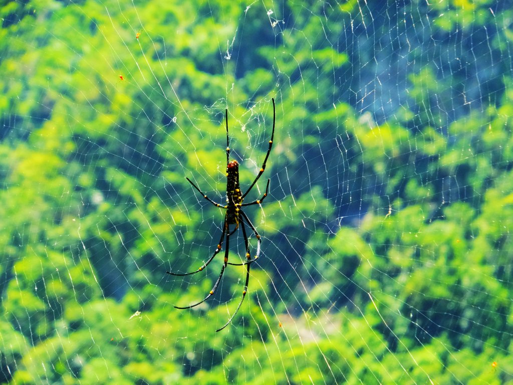 【走入山林，清涼一夏】宜蘭澳花瀑布步道_633066