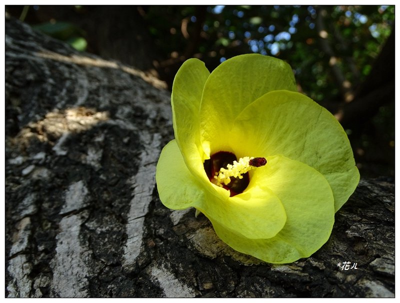 夏日/黃槿的花開_1417580