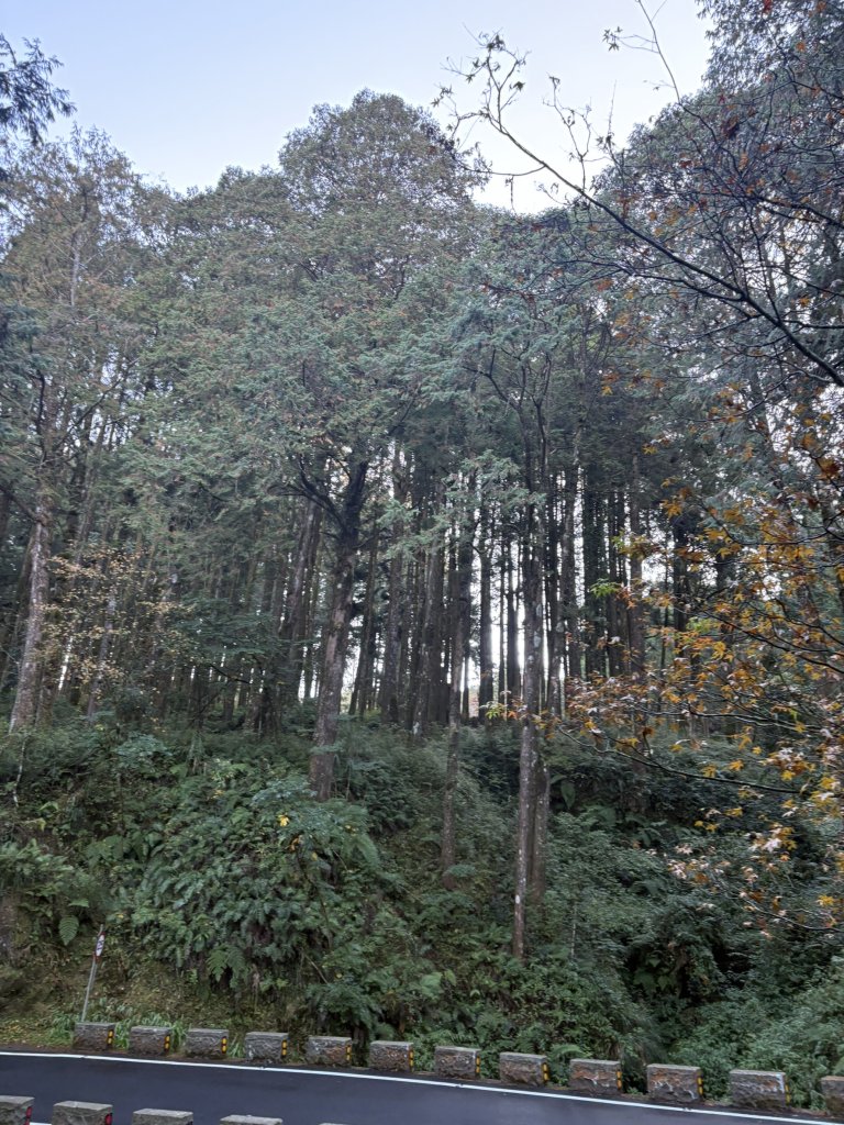 20251225塔山步道(大塔山)_2970233