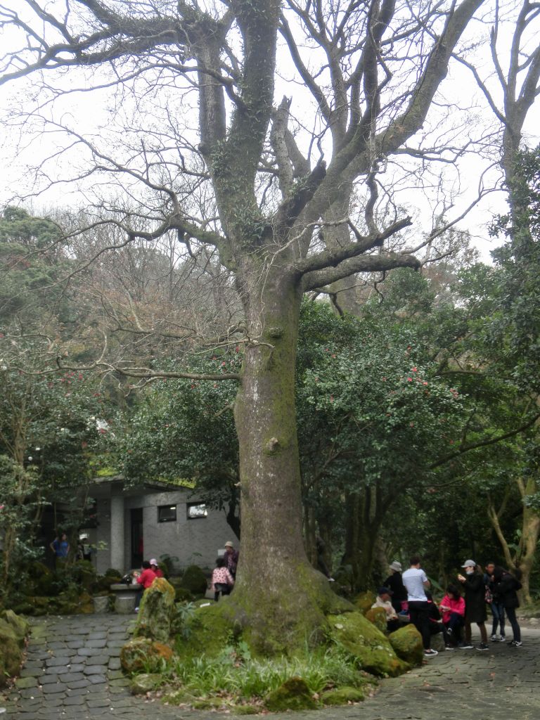 陽明公園．大屯瀑布．青春嶺_273122