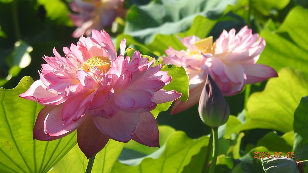 雲山水花鳥蝶 - 天龍國阿伯的日常7/5 #台灣粉蝶 #端紅蝶 #青斑鳳蝶 #青帶鳳蝶_2543306