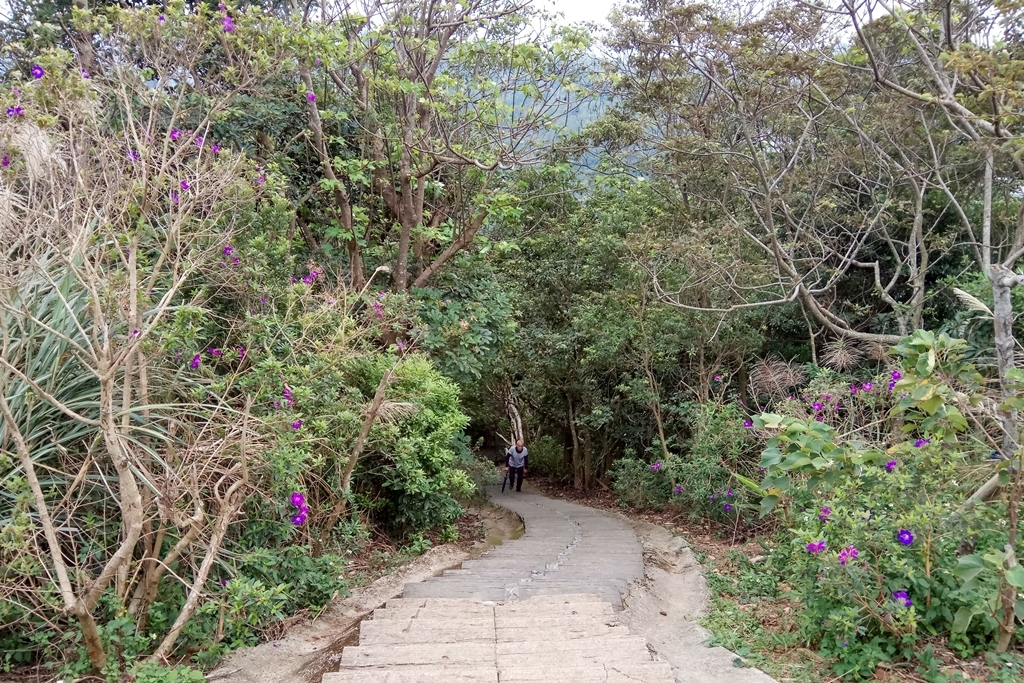 桃園│楊梅秀才登山步道│賞秋芒_72338