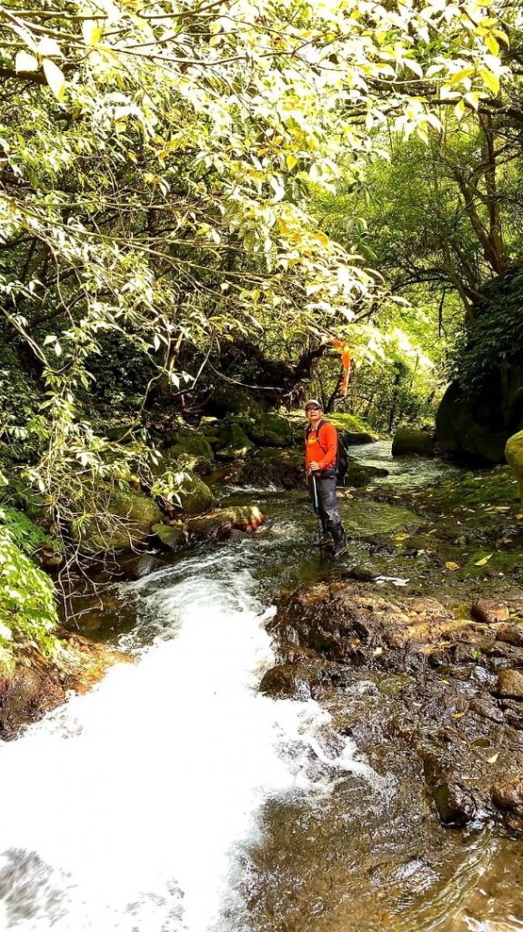 幽林雅徑夢幻古道，綠茵草原牧牛桃花源_1992810