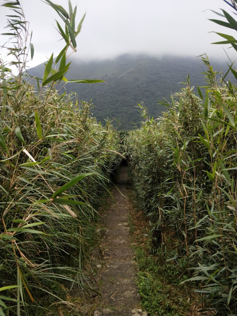 202011 大屯山賞芒趣，西南峰初體驗_1170595