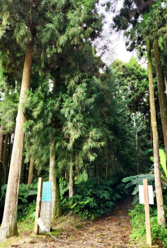 【中級山】有一種美，令人不想回家，新竹鵝公髻山_2744629