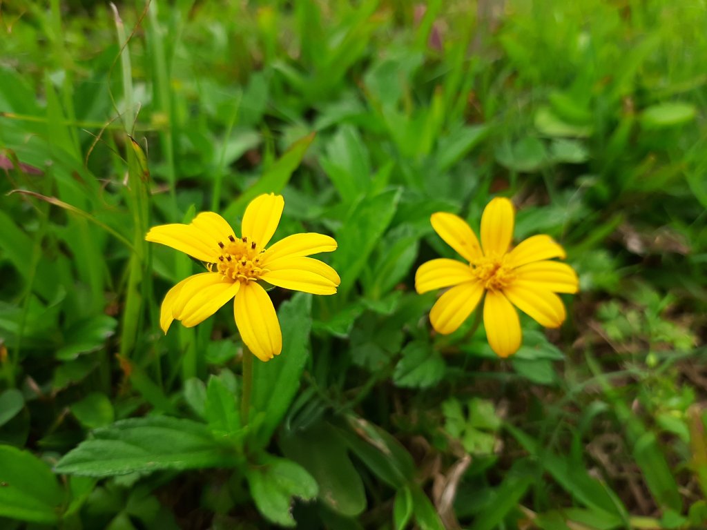 臺北大縱走7：家鄉的茶園開滿花 閃閃的淚光魯冰花_1633266