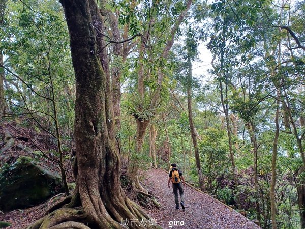 【苗栗大湖】山頂展望佳等到雲海。 馬那邦山登山步道_2806799