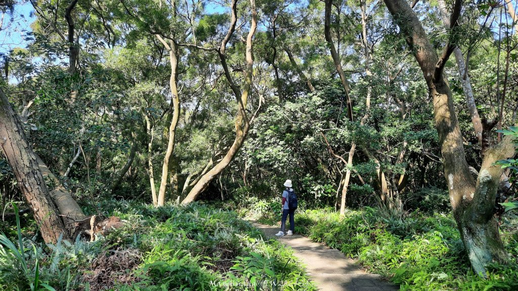 《新竹》湖口老街｜金獅古道O繞茶香及仁和步道20241206_2663750