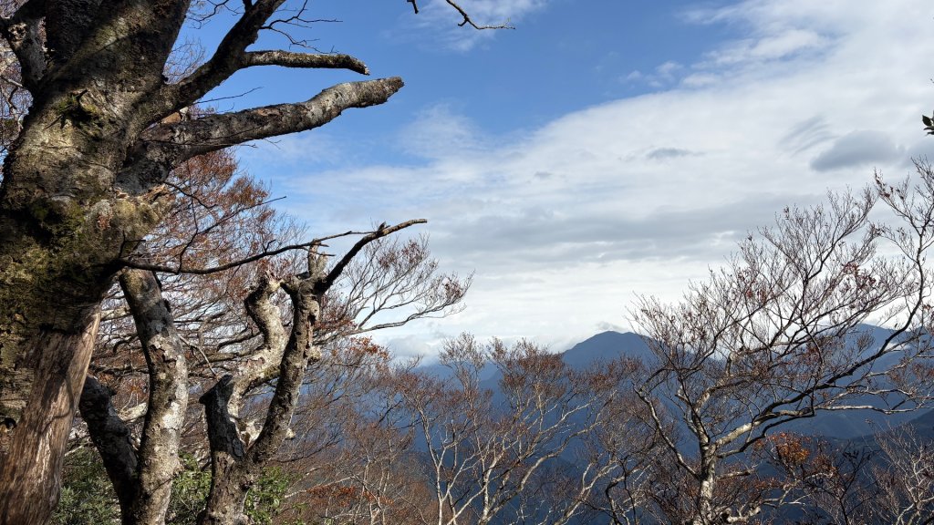 山毛櫸的「最後一舞」_2955326