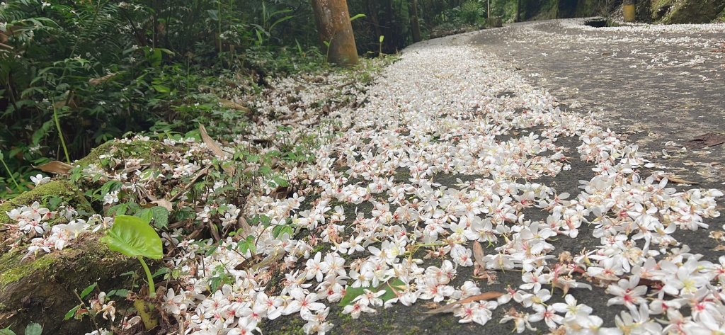 賞桐秘境-石門路(天上山)封面圖