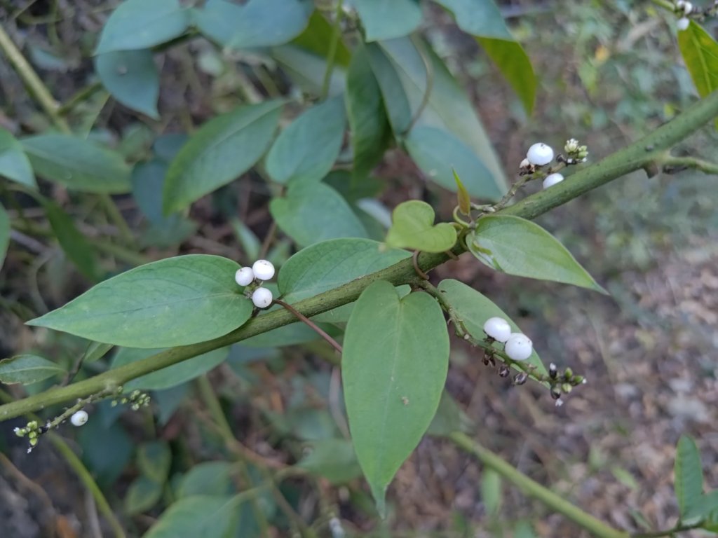 盆貿里山三盆連走_2749534