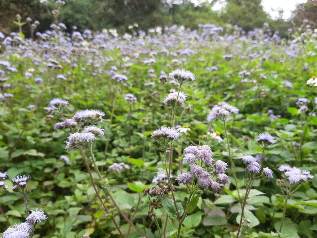 愛麗絲仙境！晨曦紫花霍香薊_844056